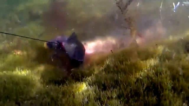 Подводная охота Нападение змееголова, Казахстан Sergey Savo смотреть онлайн