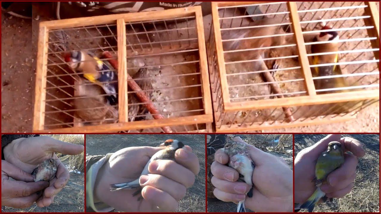 Ловля певчих птиц 2020. Щеглы реполовы зеленушки тайником.