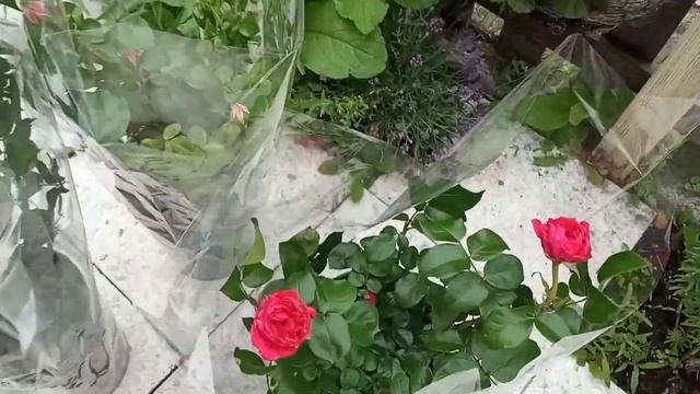 Розы Пьер де Ронсар,Ред Леонардо да Винчи и Леонардо да Винчи. смотреть онлайн