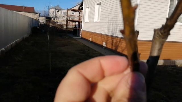 Аномальная погода в декабре | малина Таруса проснулась и... смотреть онлайн