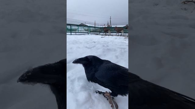 На сколько лось больше ворона? #воронгоша #raven #aboutbirds #animal #birdtraining смотреть онлайн