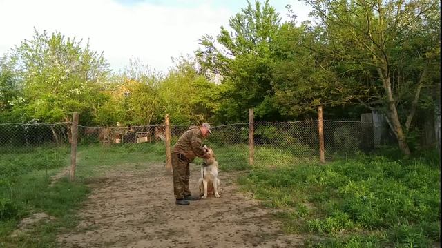 Как правильно дрессировать Алабая! смотреть онлайн