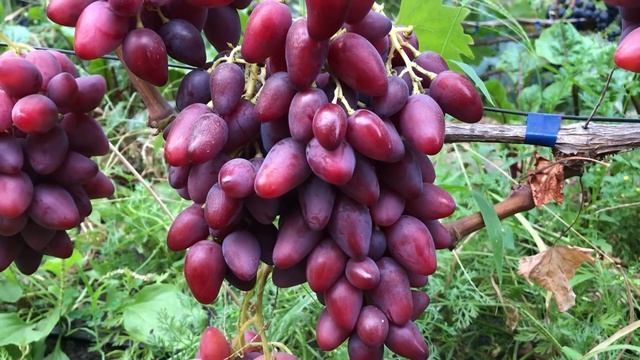 Сорта среднего срока созревания . Продажа саженцев и черенков винограда.Тел-098 115 04 16 Анатолій смотреть онлайн