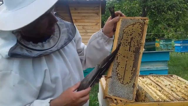 Урожай 2021, мёд в сотах!!! смотреть онлайн