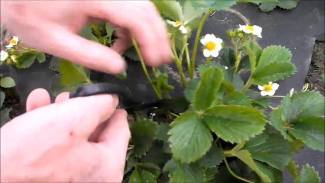 Сколько клубники можно собрать с одного ремонтантного куста во время первой волны плодоношения смотреть онлайн