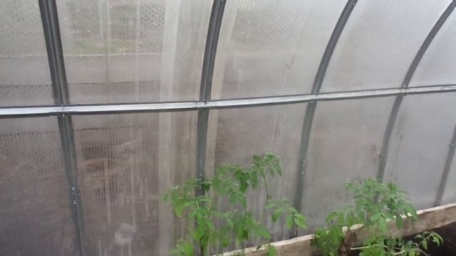 СОБЛЮДАЙТЕ ПРИНЦИП СТУПЕНЧАТОСТИ ПРИ ВЫСАДКЕ ТОМАТОВ. смотреть онлайн