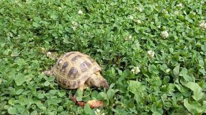 Сухопутная черепаха кушает и гуляет