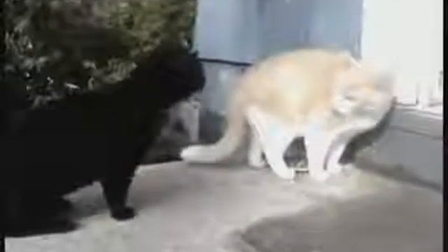 ствол у кота смотреть онлайн