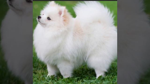 ￼If dogs were ￼anime characters/project version\(read description) смотреть онлайн