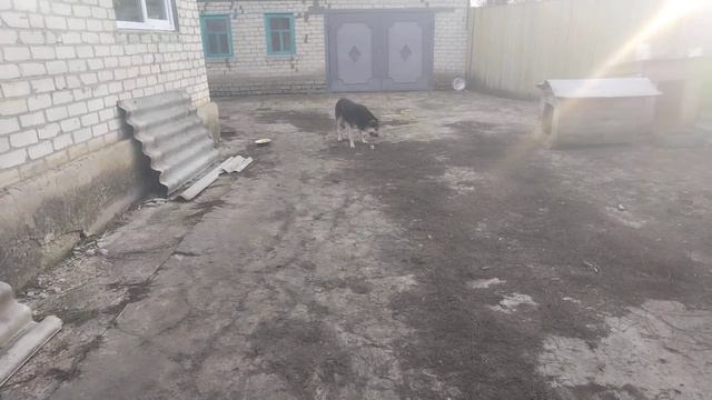 Сумасшедший собачник