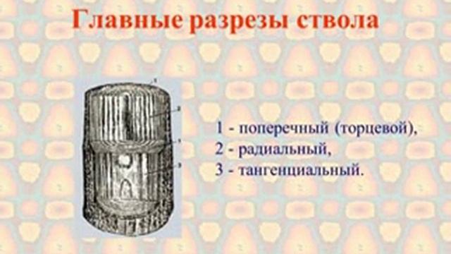 свойства древесины (Обучающее видео для учеников МБОУСОШ№13) смотреть онлайн