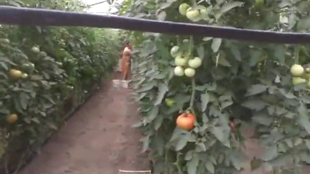 Теплица.Попугай в теплице -залог хорошего урожая(шутка). смотреть онлайн