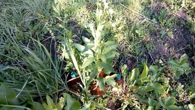 Комедийные Скетчи