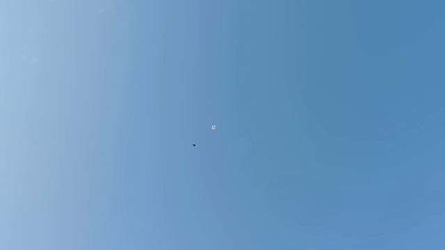 Голуби Геннадия Сошнёва
