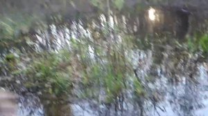 Крутоборка.Ловля карася.