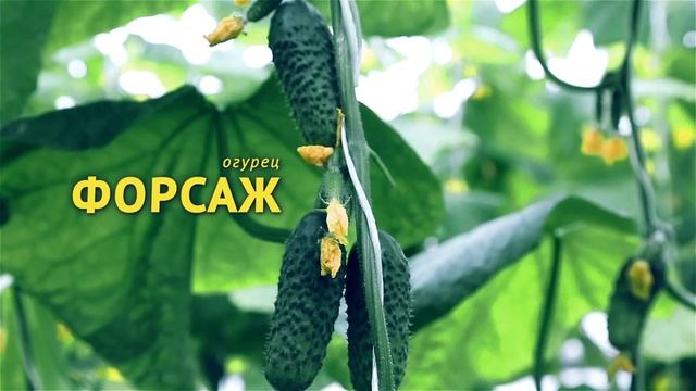 Огурец "Форсаж". Семена агрофирмы "Поиск". смотреть онлайн