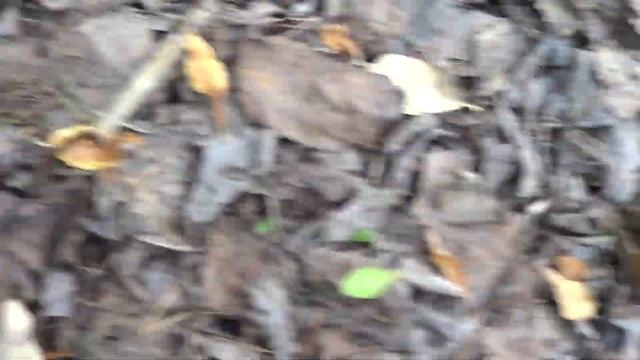 Рыбалка и грибы. смотреть онлайн