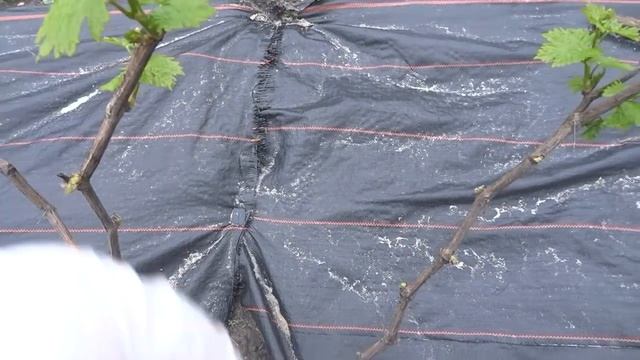 Уход за виноградом на второй год после посадки. Май. Нормировка побегов