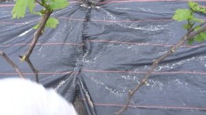 Уход за виноградом на второй год после посадки. Май. Нормировка побегов