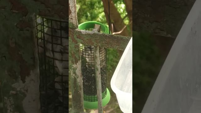 Неизвестное что- то попалось в ловушку ( потом узнаем,кто же это)#animals#grosbeak#птица смотреть онлайн