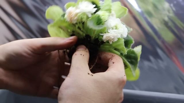 Никогда НЕ ПОКУПАЙТЕ ФИАЛКИ С МАГАЗИНА! Почему? Вы ТОЛЬКО ПОСМОТРИТЕ НА ЭТОТ УЖАС смотреть онлайн