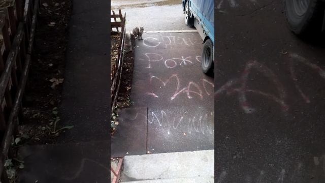 Ротбанд Кнауф