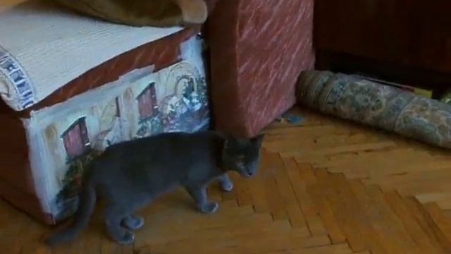 кот и ноги большого зверя смотреть онлайн