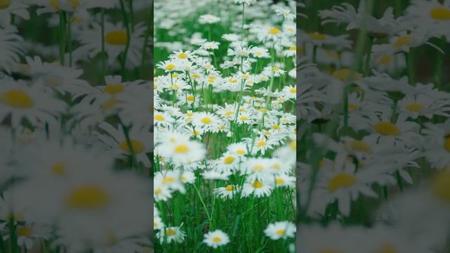 красивое видео с ромашками)) смотреть онлайн