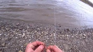 Ловля сазана весной на резинку. Рыбалка 2020 Рыбалка на Дону