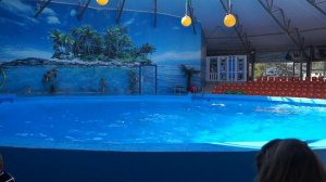 Выступление дельфинов