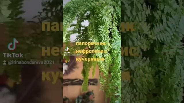 Папоротник нефролепис кучерявый. смотреть онлайн