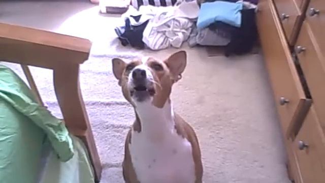 Talking Basenji смотреть онлайн
