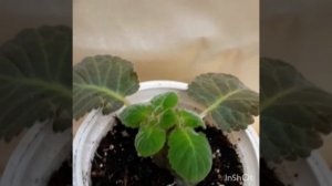 Глоксиния отцвела. Что делать дальше?