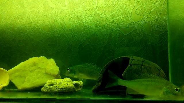 Ёрш в аквариуме (1ч) смотреть онлайн