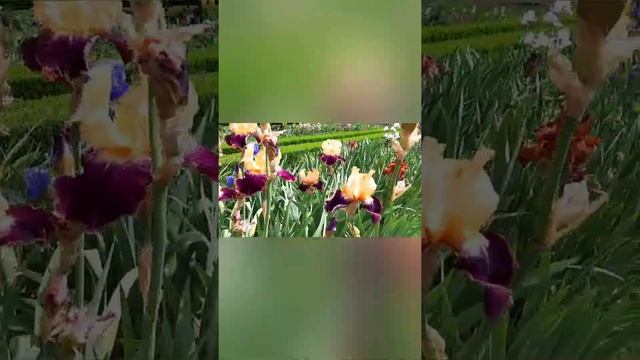 ENJOY THE GARDEN CASTEL VULLIERENS FROM CANTON VAUD. SWITZERLAND/ SWISS смотреть онлайн