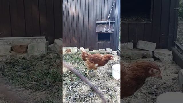 Курочки Ломан Браун и Чешский Доминант на прогулке??#shorts смотреть онлайн