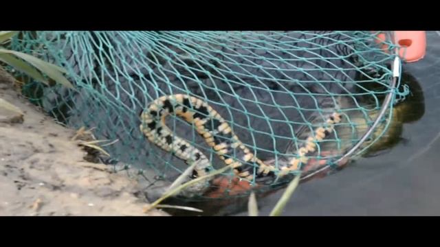 Тонна воблы.Мега улов.ВОЛГА смотреть онлайн