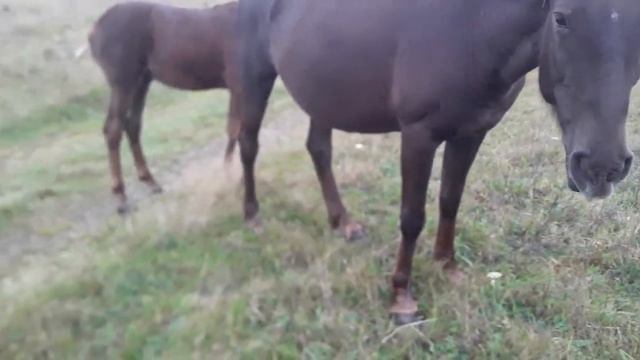 Лошади, свиньи, козы и телята. смотреть онлайн