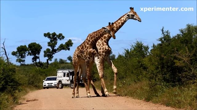 giraffe dance смотреть онлайн