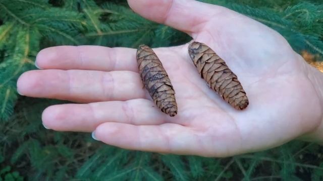 Picea glauca - white spruce смотреть онлайн