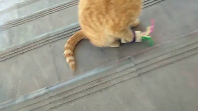 1 часть тайная жизнь домашних животных смотреть онлайн