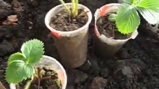 Земляника в теплице. Шаг первый. Готовим рассаду. смотреть онлайн