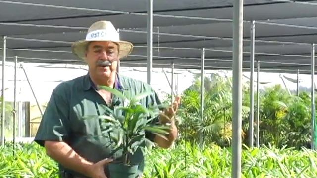 6-inch Rhapis Excelsa.avi смотреть онлайн