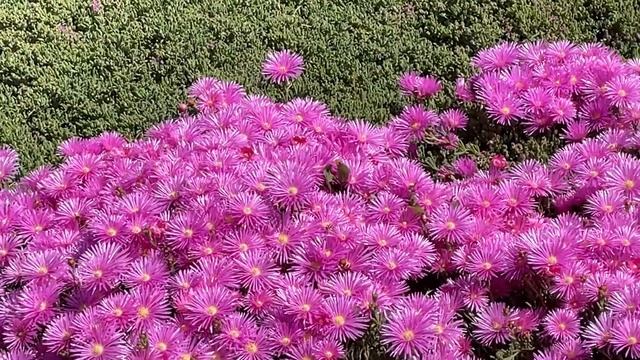 Magenta color flowers. Delosperma cooperi смотреть онлайн