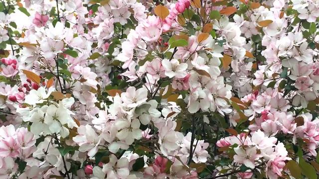The Crabapple Tree is Blooming with Whitish Pink Flowers! смотреть онлайн