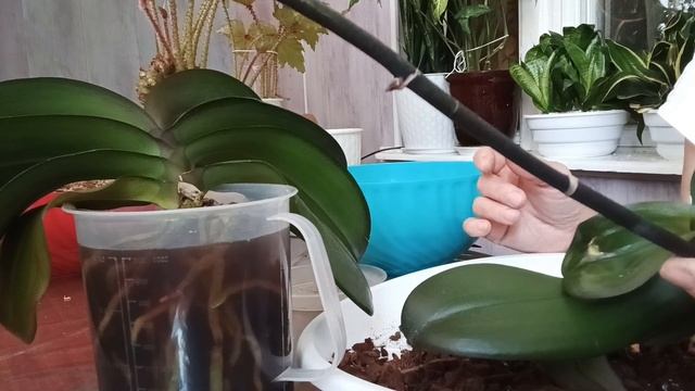 пересадка орхидеи нарбоны смотреть онлайн