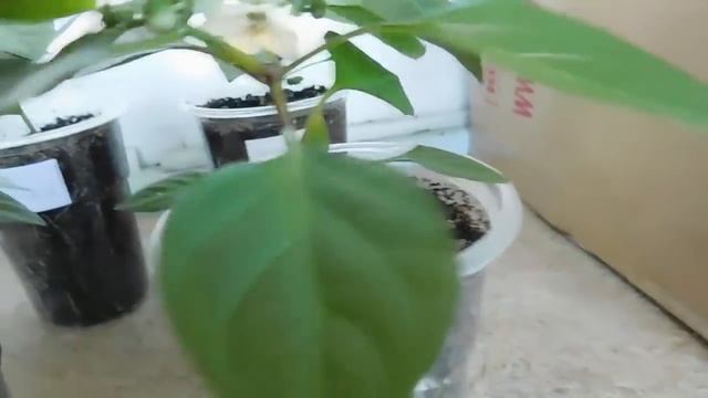 ???ПРОСТОЙ СПОСОБ ВЫРАСТИТЬ ПЕРЦЫ НА ОКНЕ ! смотреть онлайн