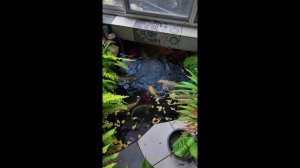 Осенний жор у карпов КОИ