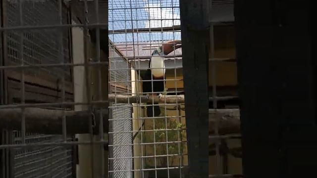 Парк птиц "Воробьи" смотреть онлайн