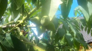 Орех сердцевидный. Самый вкусный среди орехов на даче.